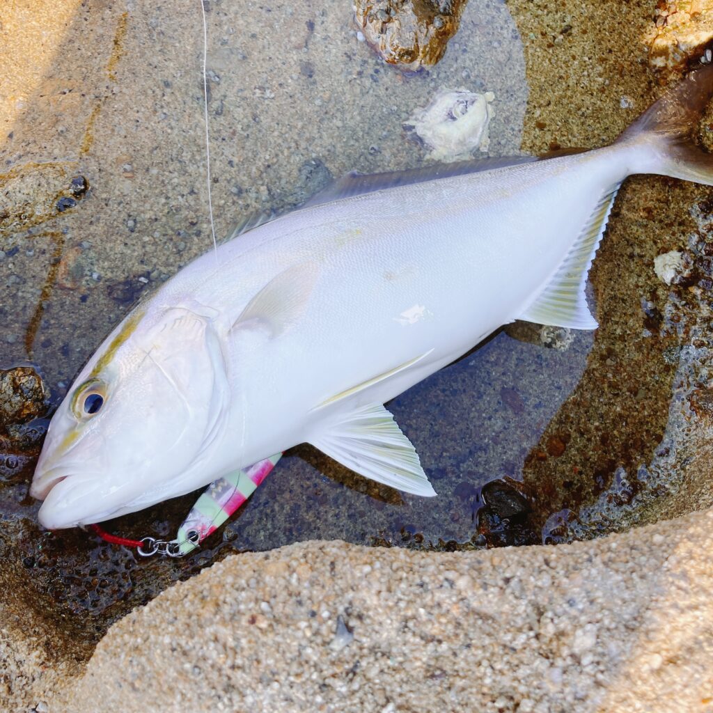 カンパチ釣れたぜ