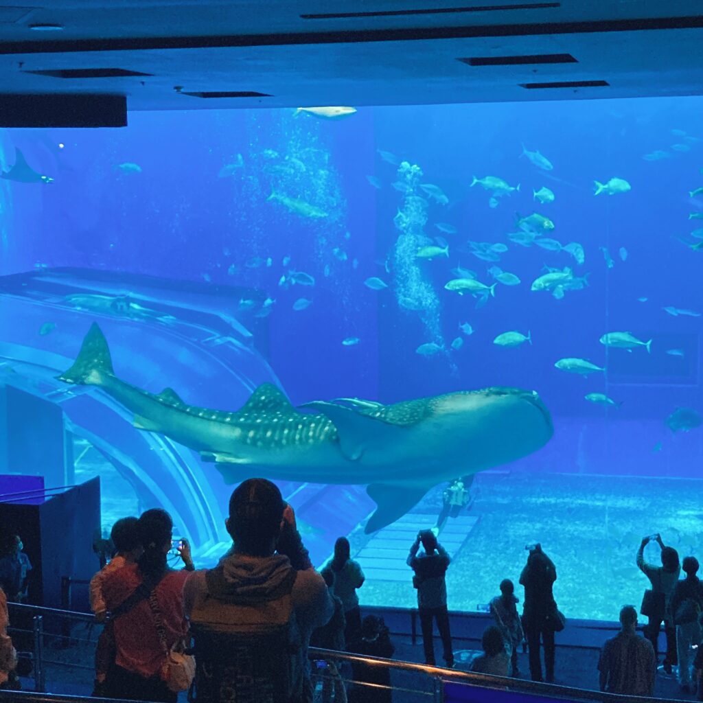 美ら海水族館のジンベイザメ