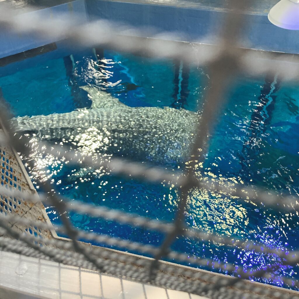 美ら海水族館のジンベイザメ