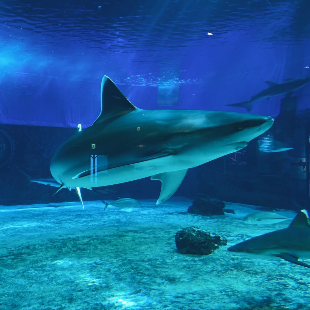 美ら海水族館のサメ