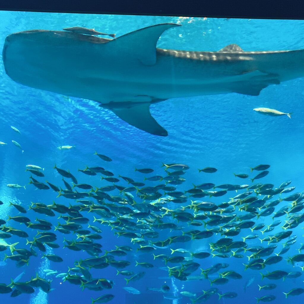 美ら海水族館のジンベイザメ