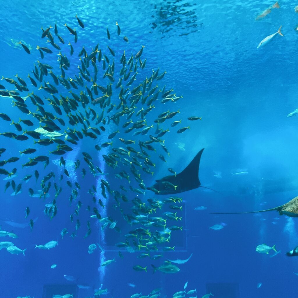 美ら海水族館大水槽