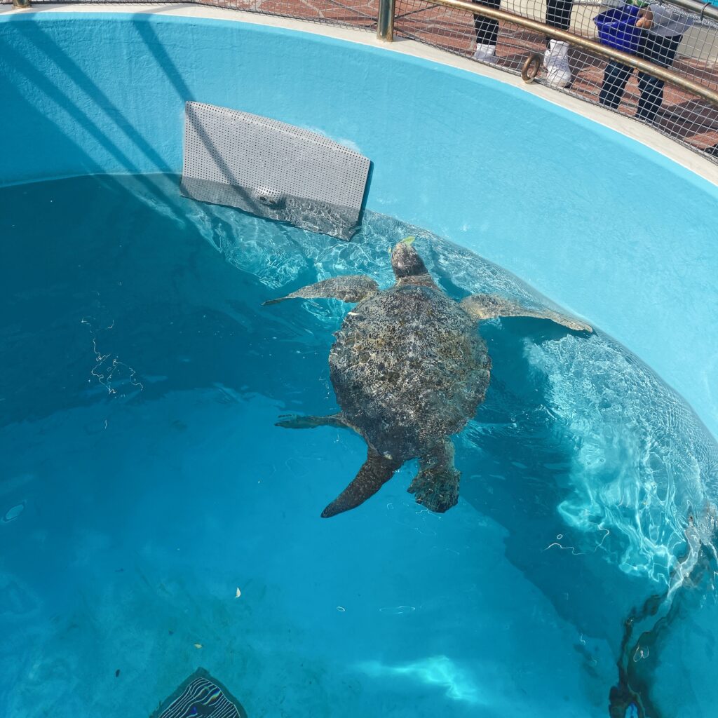 美ら海水族館のウミガメ