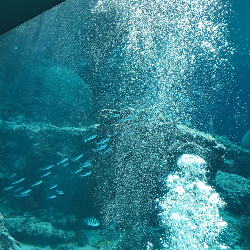 美ら海水族館