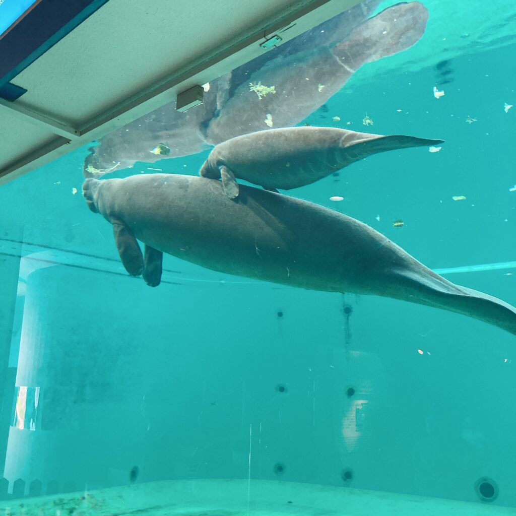 美ら海水族館のマナティ