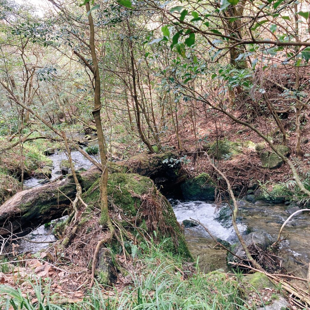 山吹水源の小川