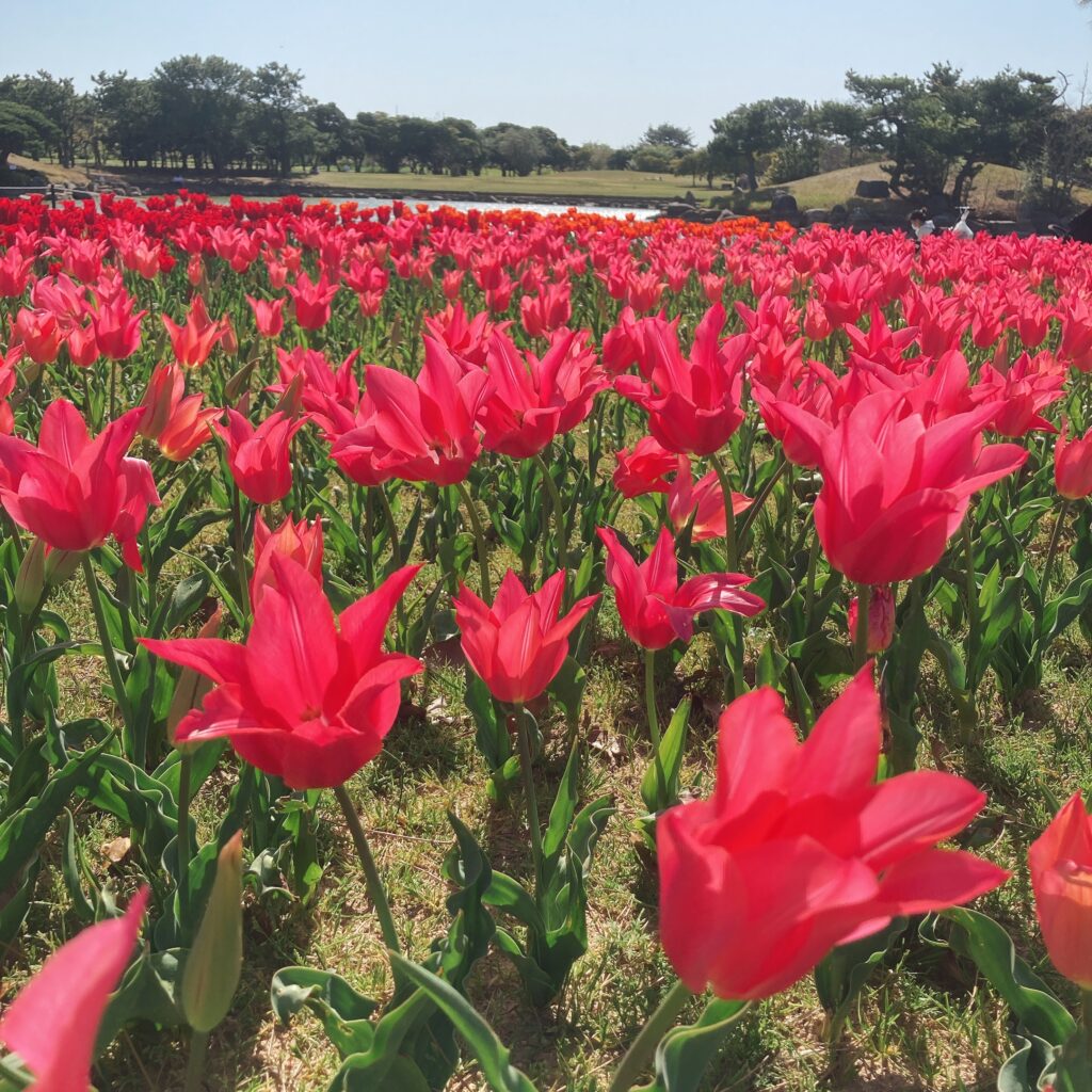 海の中道海浜公園のお花