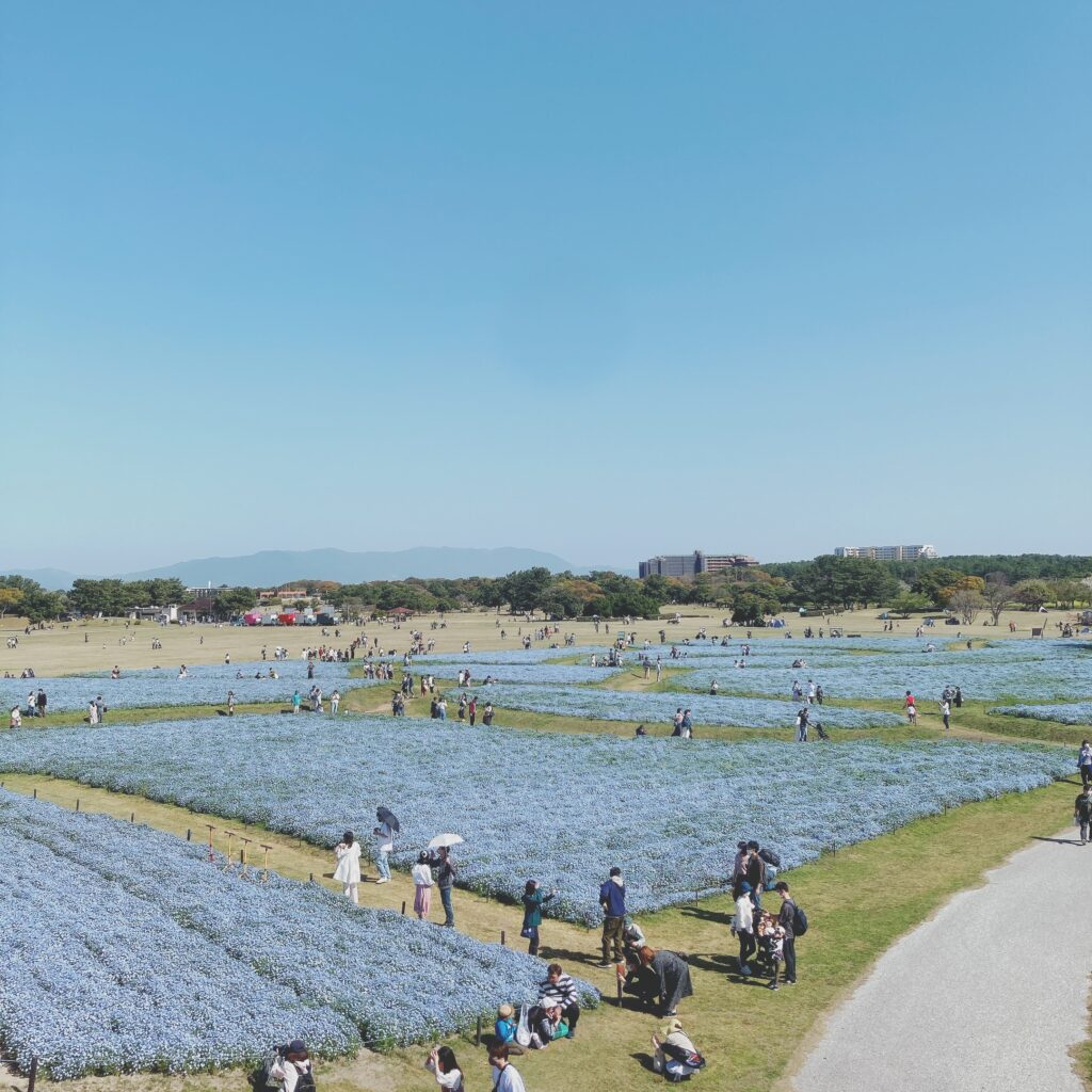 海の中道海浜公園のネモフィラ