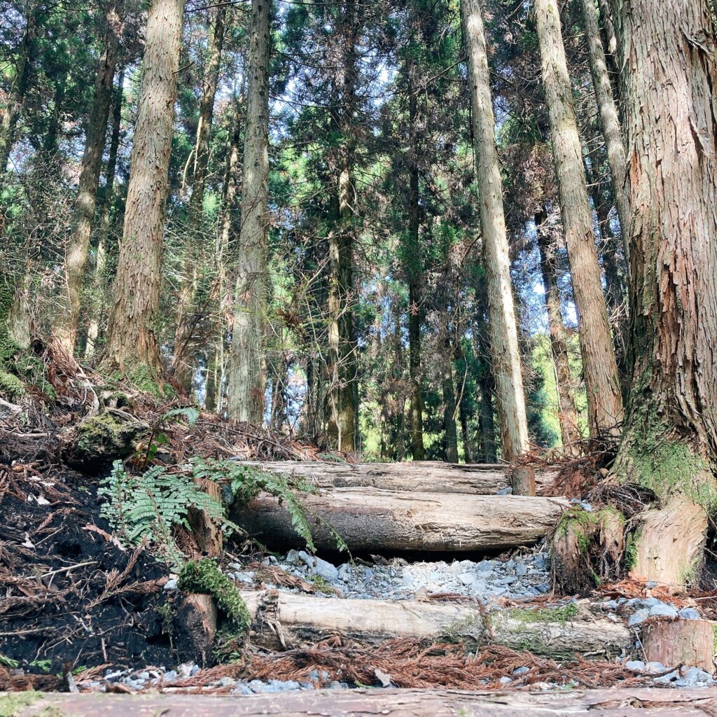 山吹水源の山道