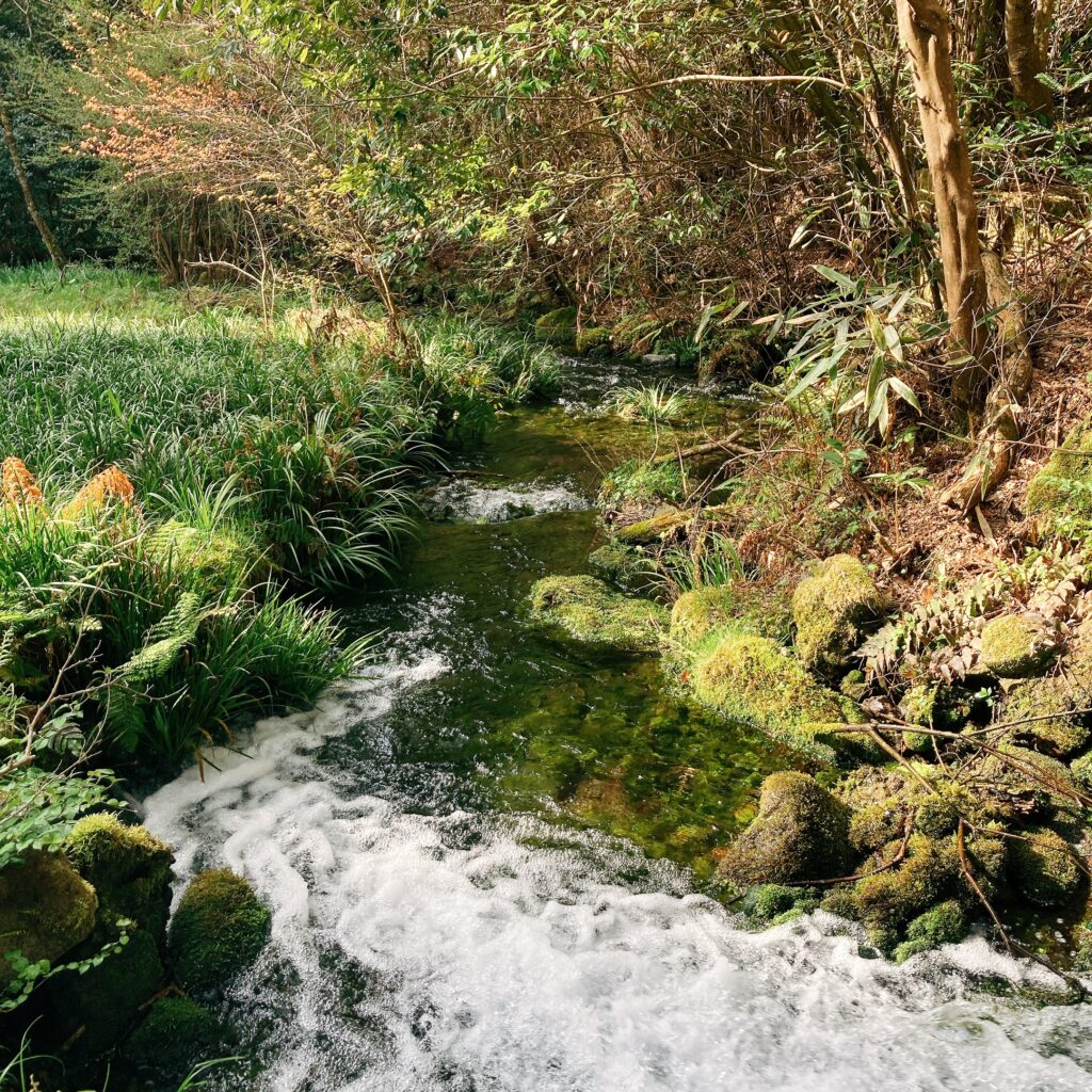 山吹水源の小川