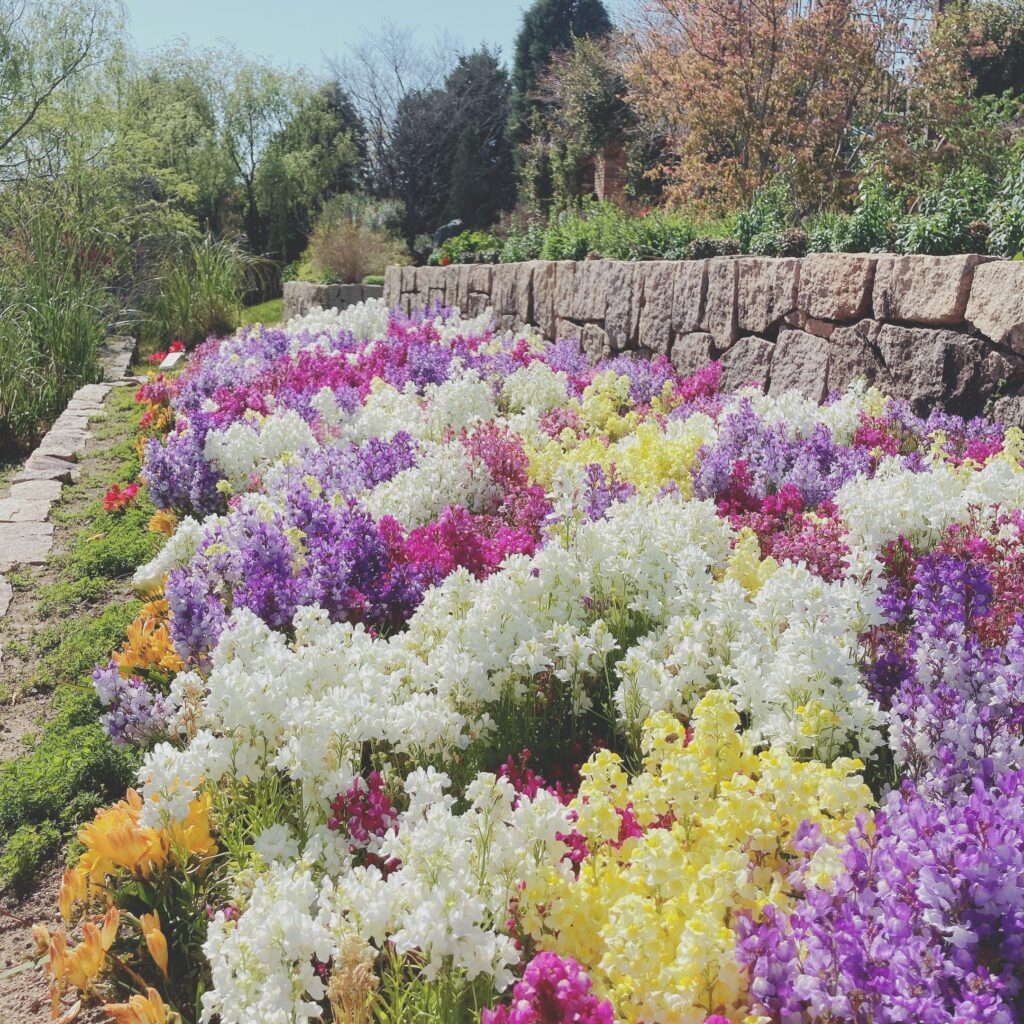 海の中道海浜公園のお花